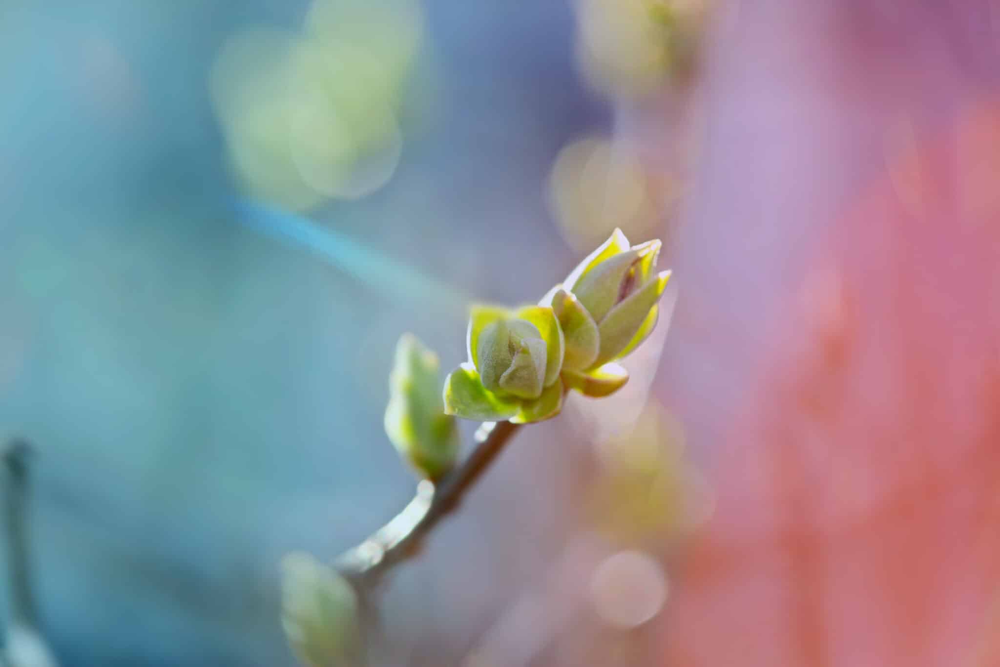 Nahaufnahme einer knospigen Pflanze in pastellfarbenen T&ouml;nen mit gr&uuml;n-gelben Knospen, unscharfer bunter Hintergrund, geeignet als Headerbild f&uuml;r Saisonstart bei Obermaier Moden
